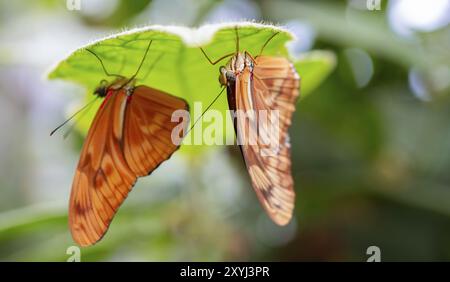 Fackelfalter (Dryas iulia moderata) zwei orange Schmetterlinge sitzen auf einem Blatt, Provinz Alajuela, Costa Rica, Mittelamerika Stockfoto