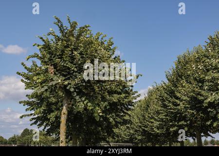 Sortierte Baumreihe an einem sonnigen Tag mit blauem Himmel und verstreuten Wolken, Xanten, Niederrhein, Nordrhein-Westfalen, Deutschland, Europa Stockfoto