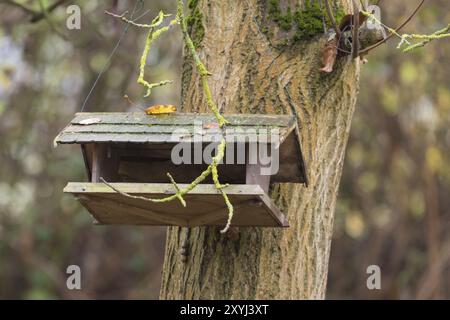 Altes Vogelfutter hängt an einem Walnussbaum mit herbstlichem Laub Stockfoto