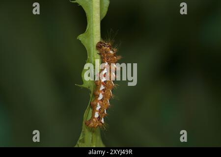 Raupe von Dock Bark Ewl, Acronicta rumicis, raupe von Knotengras Stockfoto