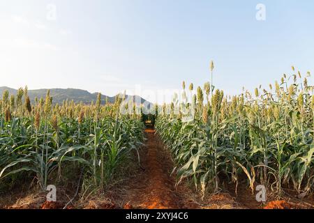 Close up Bereich der Sorghum oder Hirse ein wichtiges Getreide Stockfoto