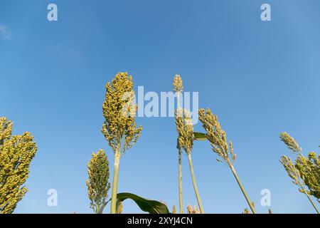 Close up Bereich der Sorghum oder Hirse ein wichtiges Getreide Stockfoto