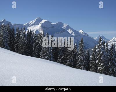 Oldenhorn und Wald im winter Stockfoto