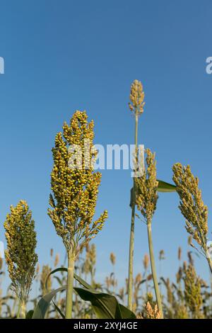 Close up Bereich der Sorghum oder Hirse ein wichtiges Getreide Stockfoto