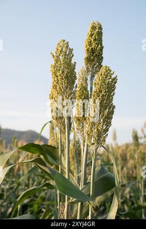 Close up Bereich der Sorghum oder Hirse ein wichtiges Getreide Stockfoto