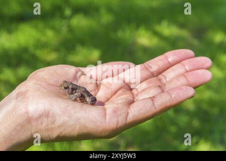 Kleiner Brauner Frosch sitzt auf der weiblichen Seite mit grünen Rasen Stockfoto