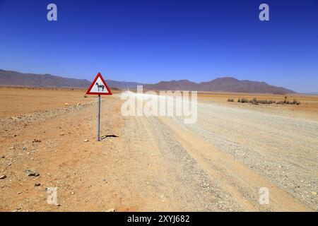 Schild Zebras überqueren Sie einen Schotterweg im Namibrand Nature Reserve in Namibia Stockfoto