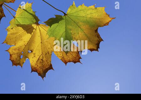 Herbstliche Ahornblätter, gelb und grün am blauen Himmel, Kopierraum Stockfoto