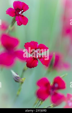 Nelke (Dianthus Deltoides) mit niedrigem Freiheitsgrad Stockfoto