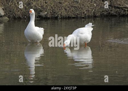 Zwei Hausgänse im Wasser Stockfoto