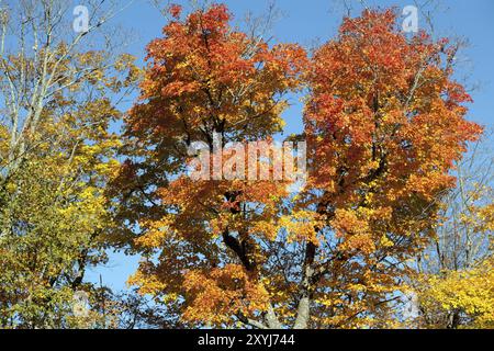 Herbstblattfärbung in Kanada Stockfoto