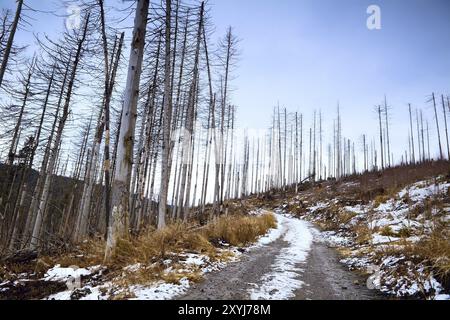 Alte tote Kiefern im Harz, Deutschland, Europa Stockfoto