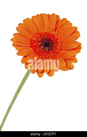 Orangefarbene Gerbera, Nahaufnahme Stockfoto