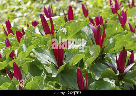 Rattentrefoil, Trillium kurabayashii rote Blütenpflanze, der riesige violette wakerobin Stockfoto