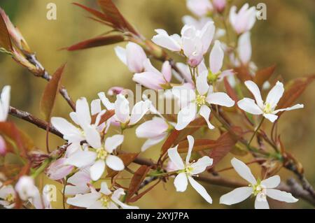 Kupferne Birnenblume, Juneberry Blume 01 Stockfoto