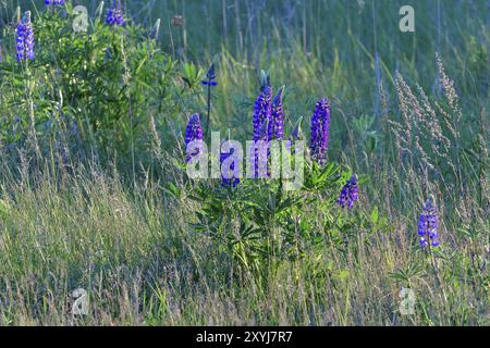 Wilder Lupinus auf einer Wiese in der Abendsonne. Wilde Lupinen in der Abendsonne Stockfoto