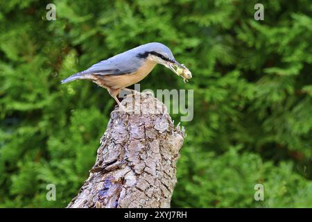 Eurasischer Nutte, der nach Essen sucht. Nutte auf der Suche nach Essen Stockfoto