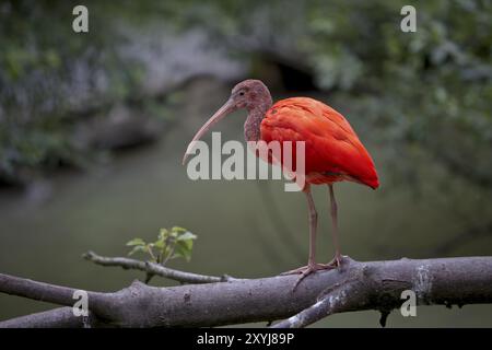 Red Sickler, Eudocimus ruber, Scharlach Ibis Stockfoto