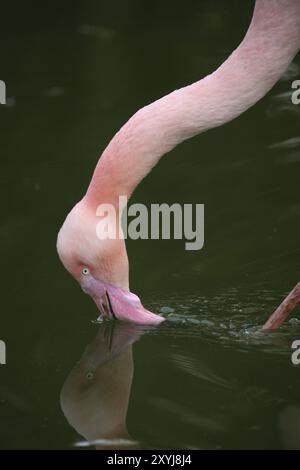 Grazile Vogel in Pink Stockfoto