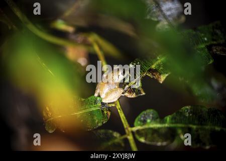 Kleiner Frosch, der nachts auf einem Blatt sitzt, nachts im tropischen Regenwald, Refugio Nacional de Vida Silvestre Mixto Bosque Alegre, Provinz Alajuela, Stockfoto