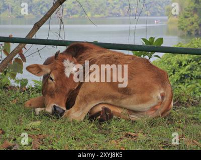 Schlafende Kuh am Ufer des Fewa Sees, Pokhara, Nepal, Asien Stockfoto