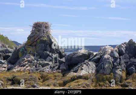 WESTERN Osprey (Pandion haliaetus) sitzt auf seinem Nest, auf Felsen gebaut Osprey, sitzend auf dem Nest, auf Felsen gebaut Stockfoto