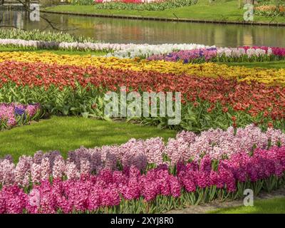 Großes Blumenbeet mit bunten Hyazinthen und Tulpen, entlang eines Flusses in einer grünen Parklandschaft, Amsterdam, Niederlande Stockfoto