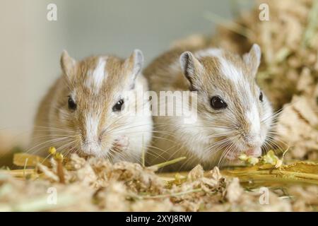 Mongolische Gerbils (Meriones) im Terrarium Stockfoto