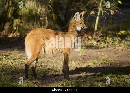 Mähnenwolf (Chrysocyon brachyurus) am Boden stehend, Bayern, Deutschland, Europa Stockfoto