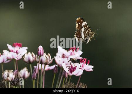 Ein Landkarte Schmetterling (Araschnia levana), Sommergeneration, mit seinen Flügeln über zarten rosa und weißen Blüten, Hessen, Deutschland, Europa Stockfoto