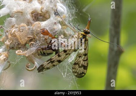 Spinne sitzt auf einer Blume und isst eine gewöhnliche Skorpionfliege Stockfoto