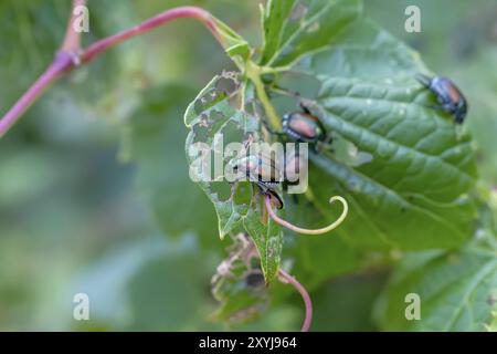 Der japanische Käfer (Popillia japonica) ist eine Art von Skarabäus Stockfoto