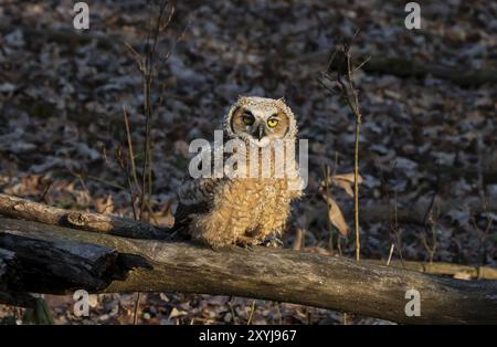 Die junge Hornisenkeule (Bubo virginianus) hockte auf dem Ast, nachdem sie ein Nest verlassen hatte. Naturszene aus Wisconsin Stockfoto