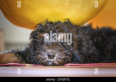 Goldendoodle-Welpe in der Farbe Schwarz und Braun. Hybridhund von der Kreuzung zwischen Golden Retriever und Pudel. Intimer Familienhund, was sehr Zuneigung ist Stockfoto