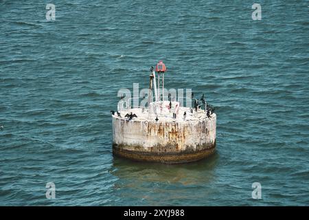 Kormorangruppe auf Betoninsel im Meer. Fischjäger ruhen sich aus. Schwarzes Gefieder. Tierfoto Stockfoto