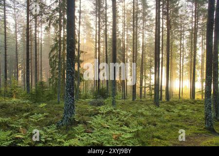 Kiefernwald an einem Waldsee bei Sonnenaufgang in Schweden. Sonnenstrahlen, die durch die Bäume scheinen, leichter Bodennebel. Skandinavische Natur Stockfoto