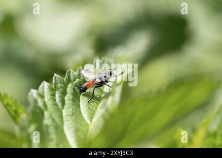 Raupenfliege (Cylindromyia brassicaria), auf einem Blatt sitzend, Baden-Württemberg, Deutschland, Europa Stockfoto