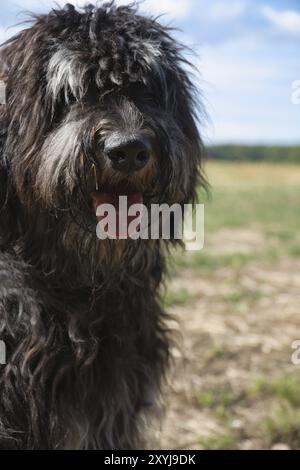 Porträt eines Golddoodle-Hundes. Flauschiges, lockiges, langes, schwarz-hellbraunes Fell. Intimer Familienhund. Interessiert Blick in die Natur. Tierfoto eines Hundes Stockfoto