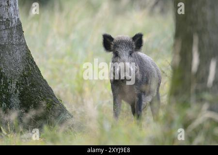 Wildschwein, Naturpark Spessart, Bayern, Deutschland Wildschwein, Weibchen, SUS scrofa, Bayern, Deutschland, Europa Stockfoto