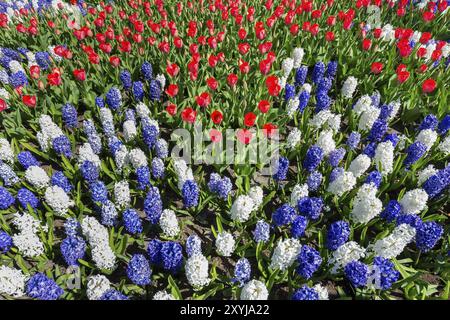 Niederländische Blumen Feld mit rote weiße blaue Tulpen und Hyazinthen Stockfoto