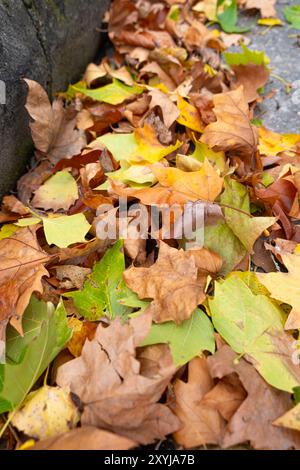 Gefallene Herbstbaumblätter sammelten sich am Rande des Bürgersteigs einer Straße Stockfoto