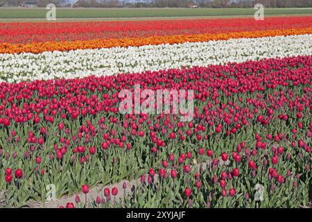 Farbenfrohe holländische Tulpen auf Frühlingsfeldern, Holland Stockfoto