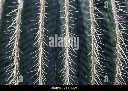 Kaktus-Stacheln, close-up Stockfoto