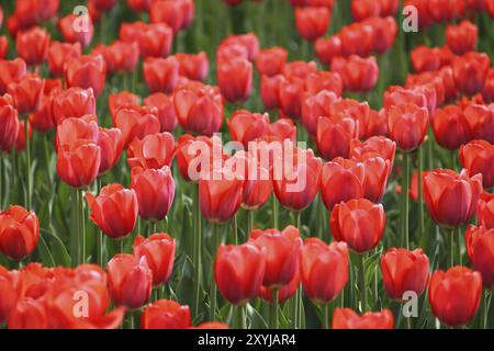 Viele schöne rote Tulpen, die im Sonnenlicht leuchten Stockfoto