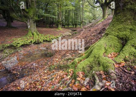 Hayedo de Otzarreta, fagus Sylvatica, parque Natural Gorbeia, Alava-Vizcaya, Euzkadi, Spanien, Europa Stockfoto