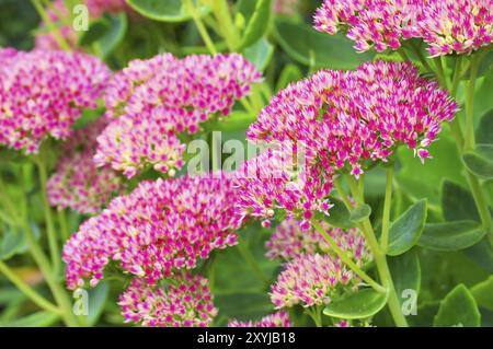 Stonecrop Herbstfreude im Herbstgarten, Sedum telephium oder Harping Johnny, eine Blume im Herbstgarten Stockfoto