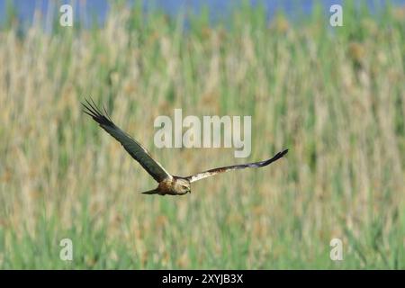 Männlicher Western Sumpf harrier im Flug. Männlicher westlicher Sumpf harrier im Flug Stockfoto