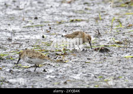 Dunlin sucht nach Essen Stockfoto