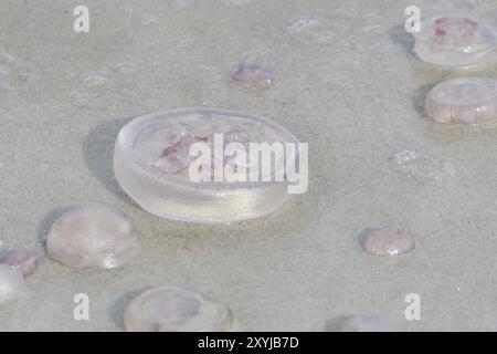 Ohrenquallen an der Ostsee. Aurelia aurita, auch als Quallenqualle in der ostsee bezeichnet Stockfoto