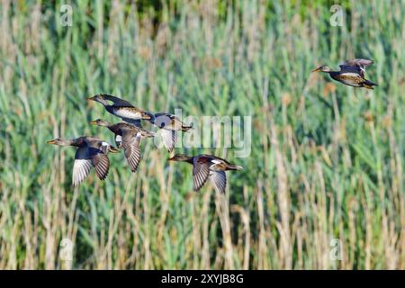 Fliegende Gadwalls in der Oberlausitz. Ein Schwarm von Gadwell im Flug Stockfoto